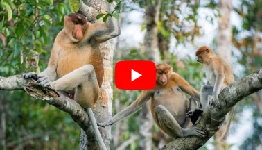 Monkey Species Classification Using Deep Learning in MATLAB 